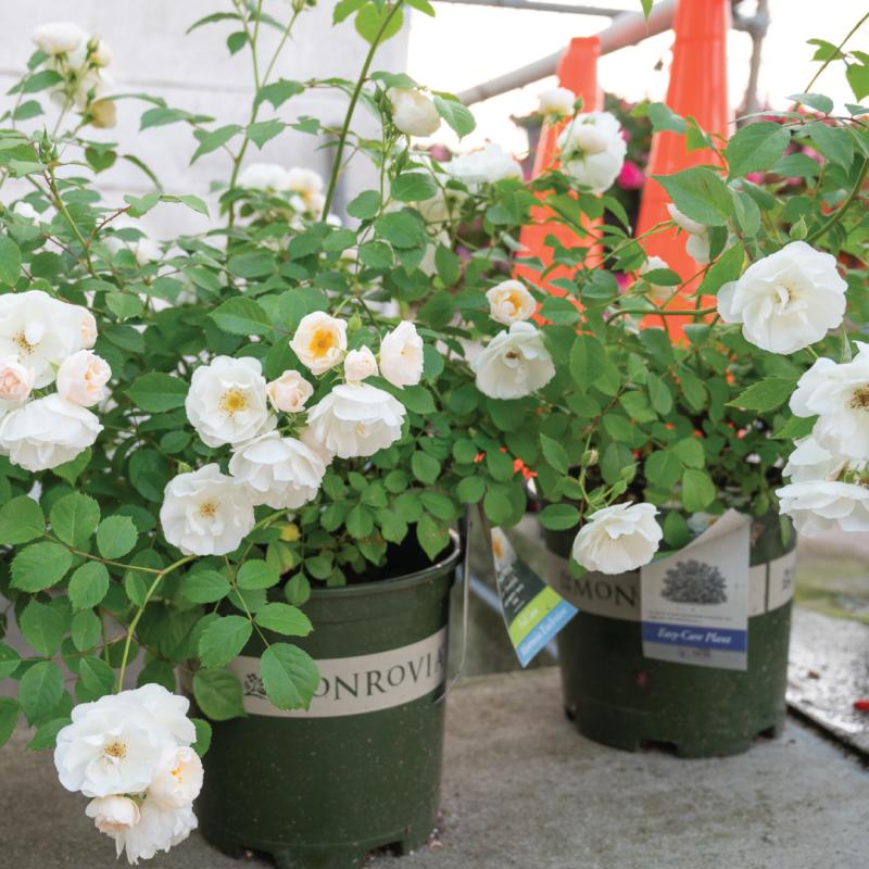 An image of Nitty Gritty Nursery Rose