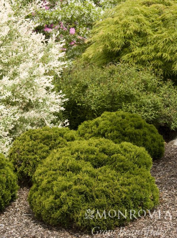 An image of Arborvitae Danica 2 gal