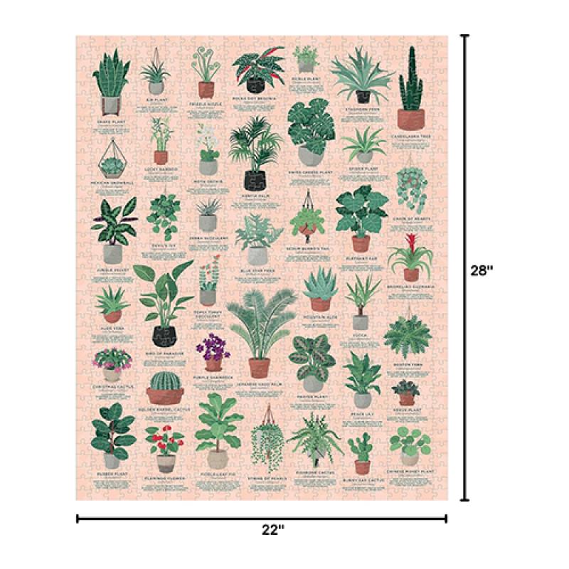 An image of House Plants