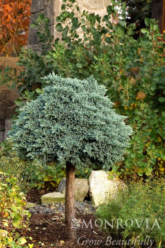 An image of Juniper Blue Star 1 gal