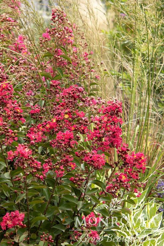 An image of Crape Myrtle Tuscarora 5 gal patio tree