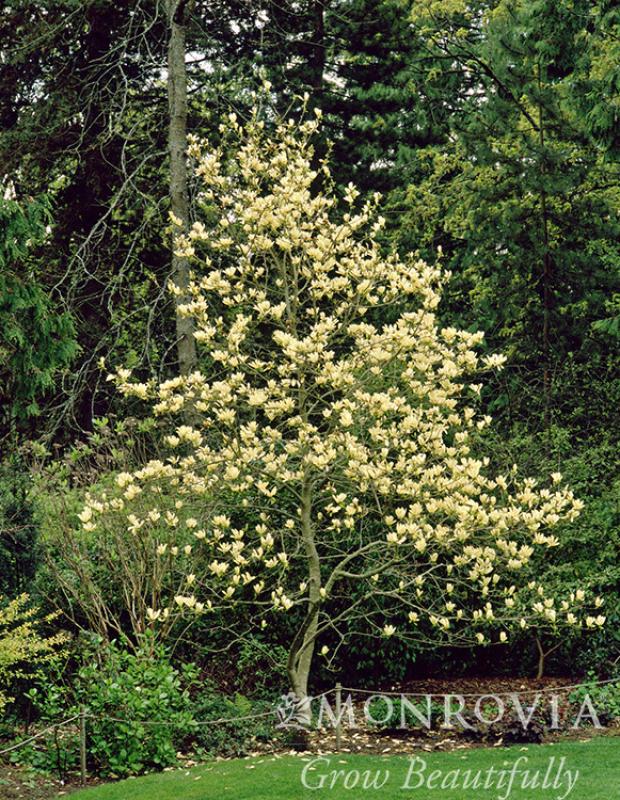 An image of Magnolia Elizabeth 5 gal