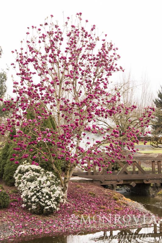 An image of Magnolia Black Tulip 5 gal