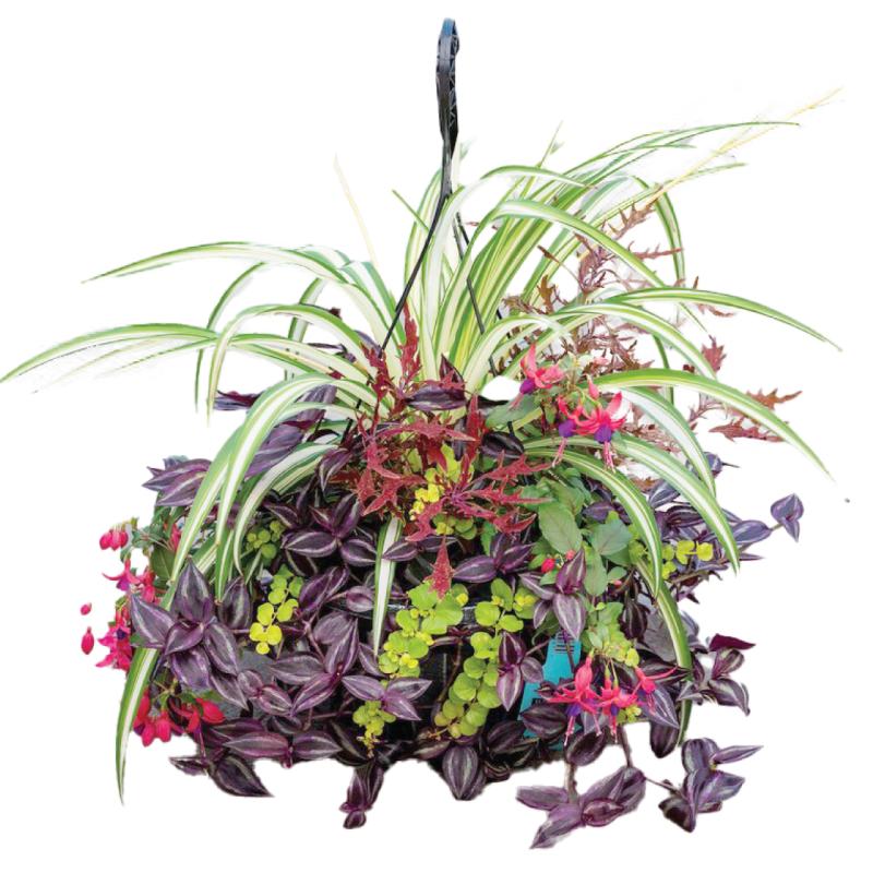 An image of Premium Shade combination hanging basket - Grown by Benken