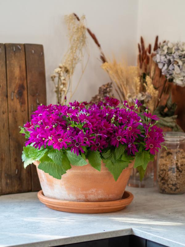An image of Senetti Pericallis - Bright Carmine