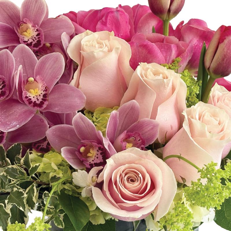 An image of Parisian Blush Premium