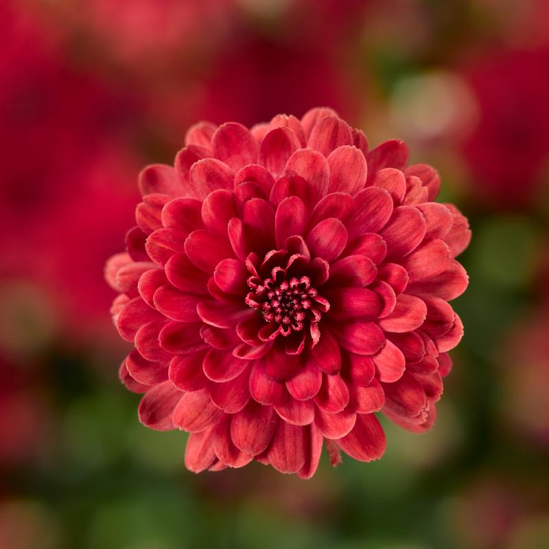 An image of Fall Mum - Danielle Red