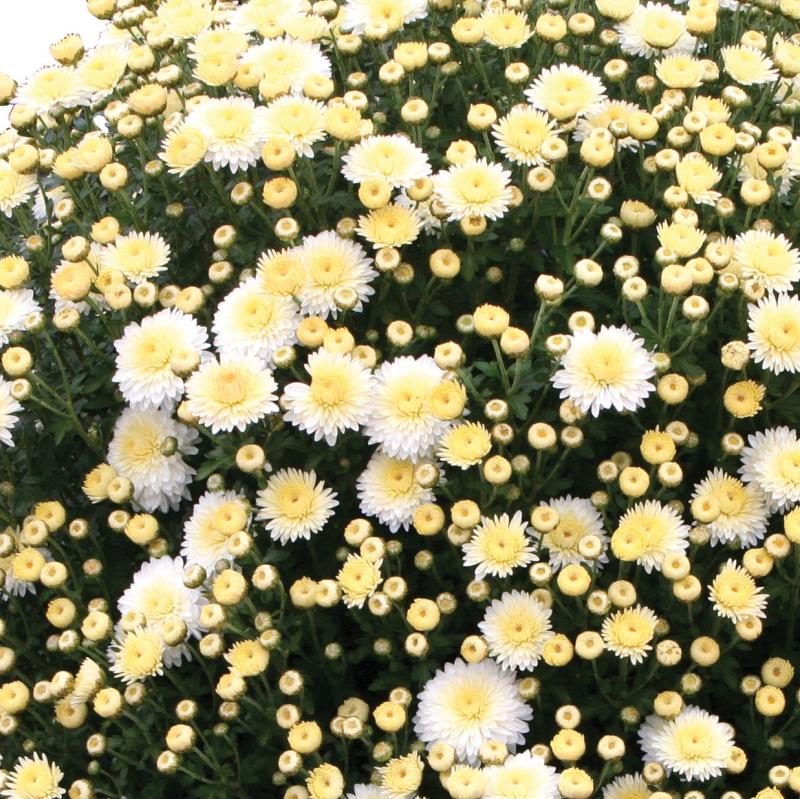 An image of Fall Mum - Cheryl Frosty White