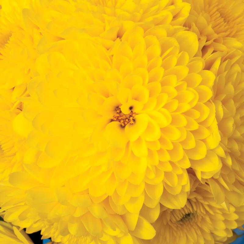 An image of Fall Mum - Cheryl Sparkling Yellow