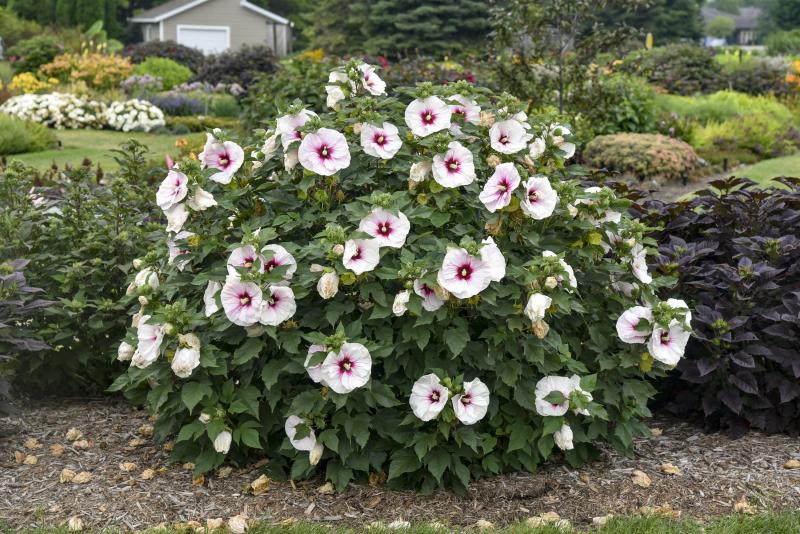 An image of Perennial Hibiscus Angel Eyes 3 gal