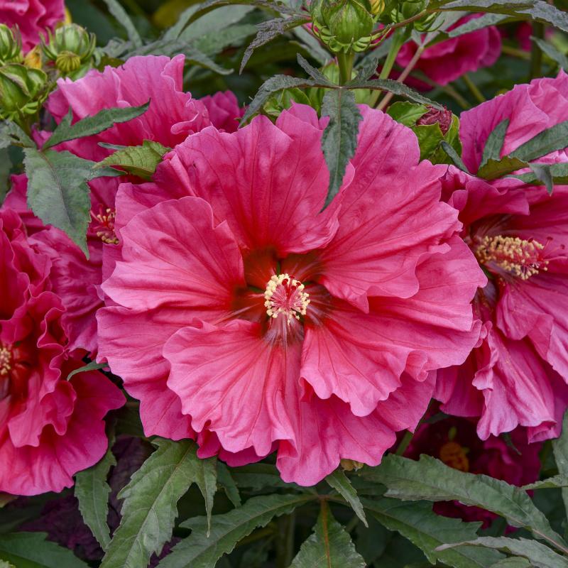 An image of Perennial Hibiscus Watermelon Ruffles 3 gal