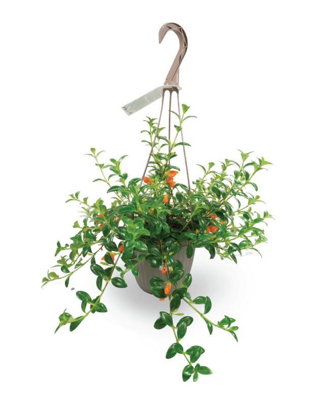 An image of Goldfish Plant - Hanging Basket - 6"