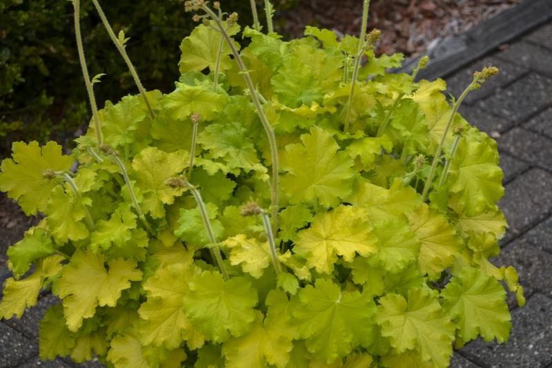 An image of Lemon Love Coral Bells