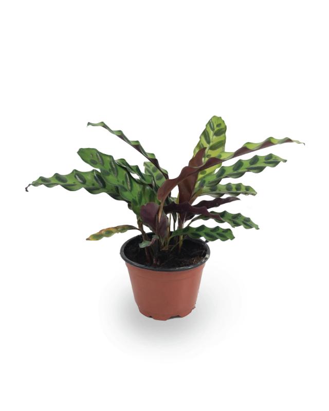 An image of Calathea - Rattlesnake - 4"