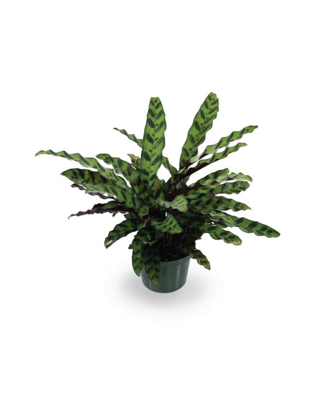 An image of Calathea - Rattlesnake - 6"
