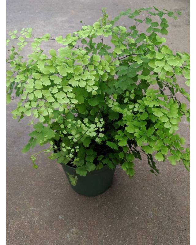 An image of Fern Maidenhair Fragrans 4"