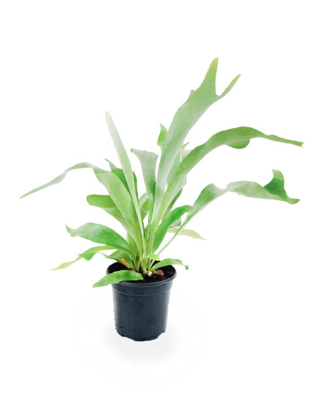 An image of Staghorn Fern - 4"