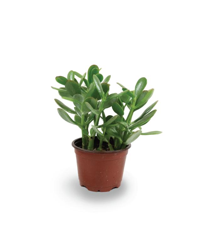 An image of Jade Crassula Ovata - 4"