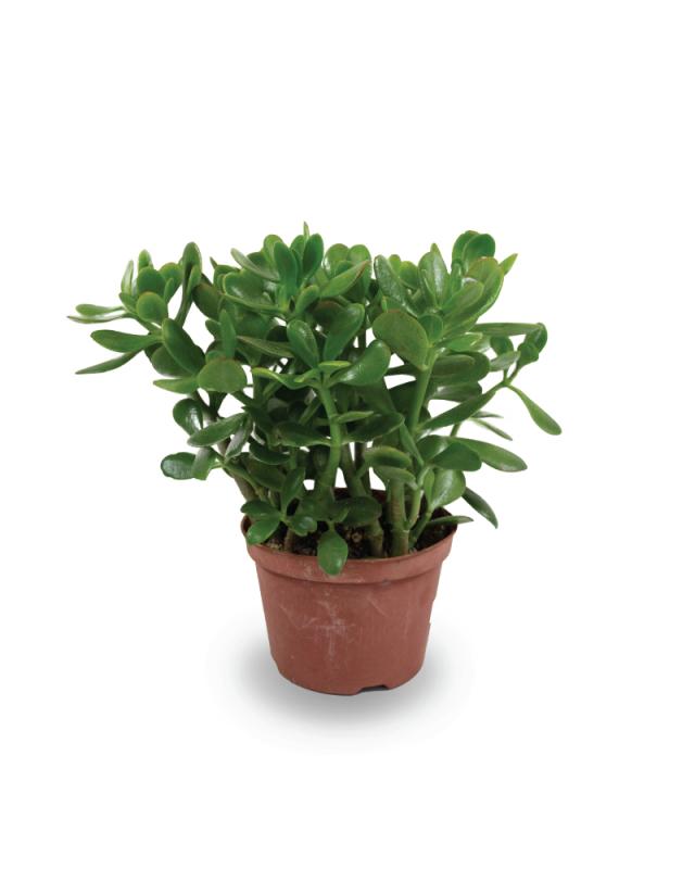 An image of Jade Crassula Ovata - 6"