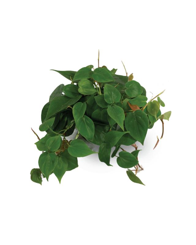 An image of Philodendron - Cordatum - 6"