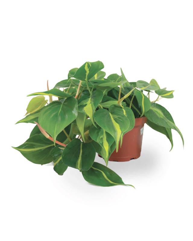 An image of Philodendron Brasil