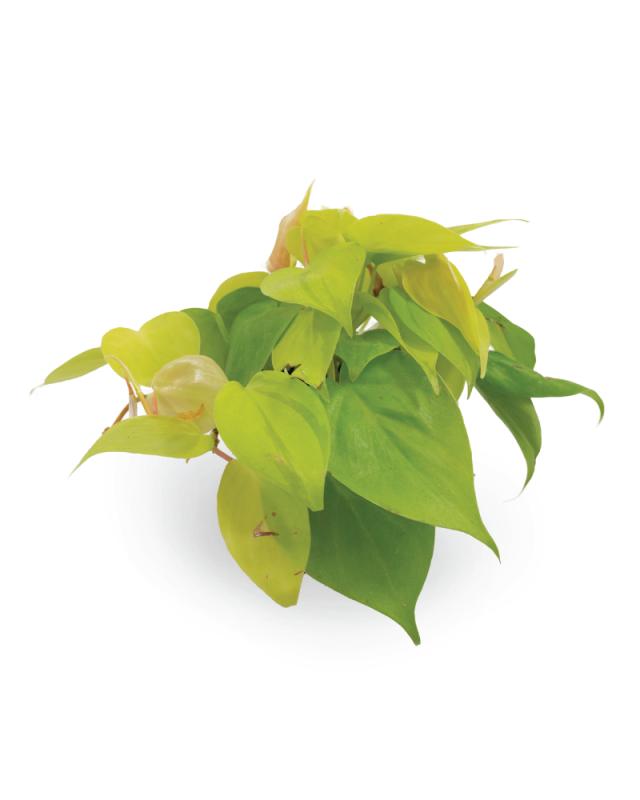 An image of Philodendron - Lemon Lime - 4"
