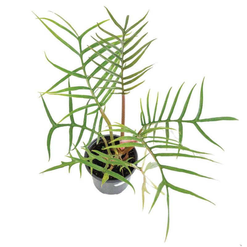 An image of Philodendron Tortum