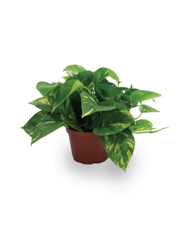 An image of Pothos - Golden - 6"