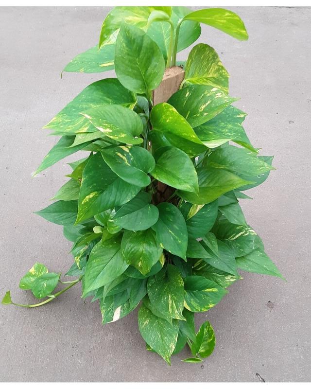 An image of Pothos Golden Variegated 4"