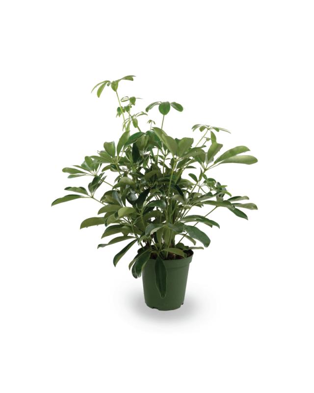An image of Schefflera - Arboricola - 4"