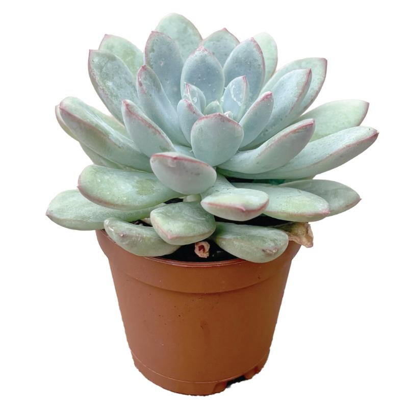An image of Succulent in 2" grow pot