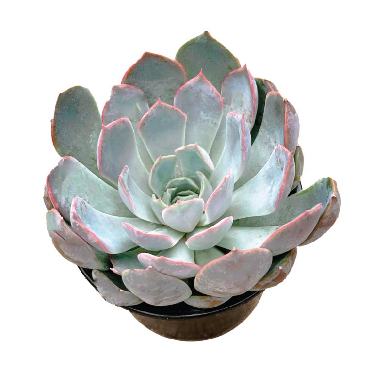 An image of Echeveria Succulent