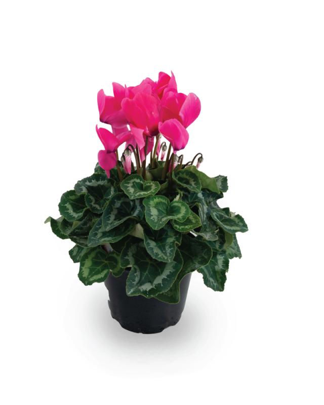 An image of Cyclamen - 6"