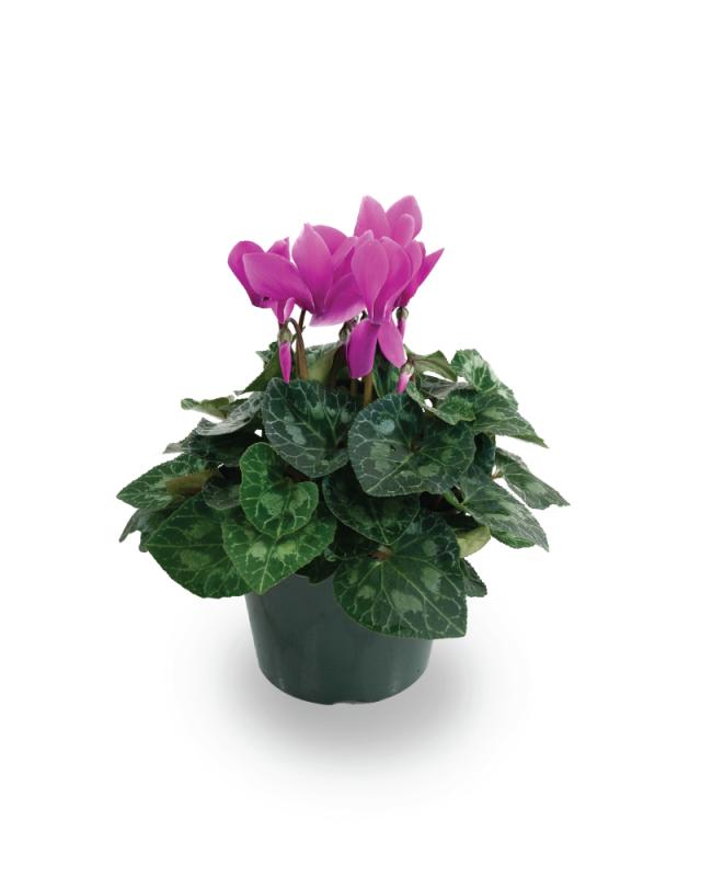 An image of Cyclamen - 8"