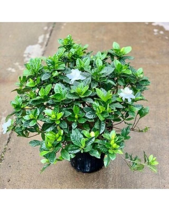 An image of Gardenia 6"