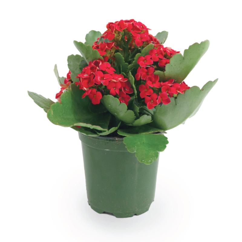 An image of Kalanchoe - 4"