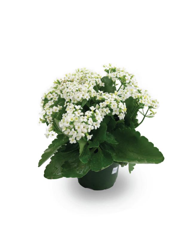 An image of Kalanchoe - 6"