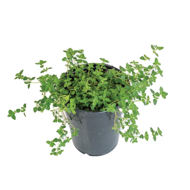 An image of Thyme - Culinary Herb - Qt