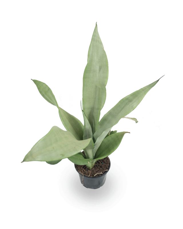 An image of Sansevieria - Moonshine - 4"