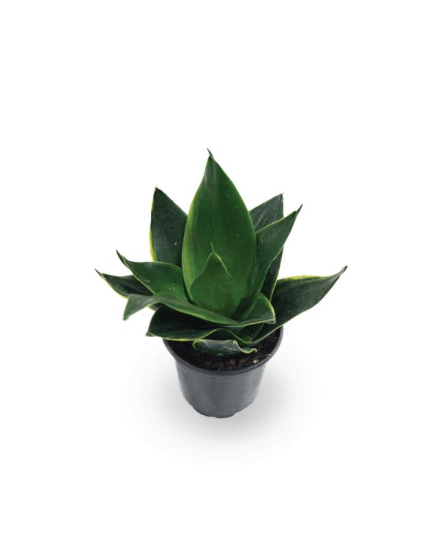 An image of Sansevieria - Hahnii Star Power - 4"