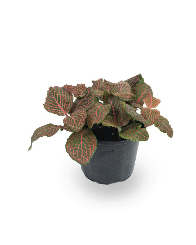 An image of Fittonia - Nerve Plant - Red - 4"