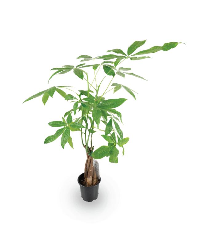 An image of Money Tree - 4"
