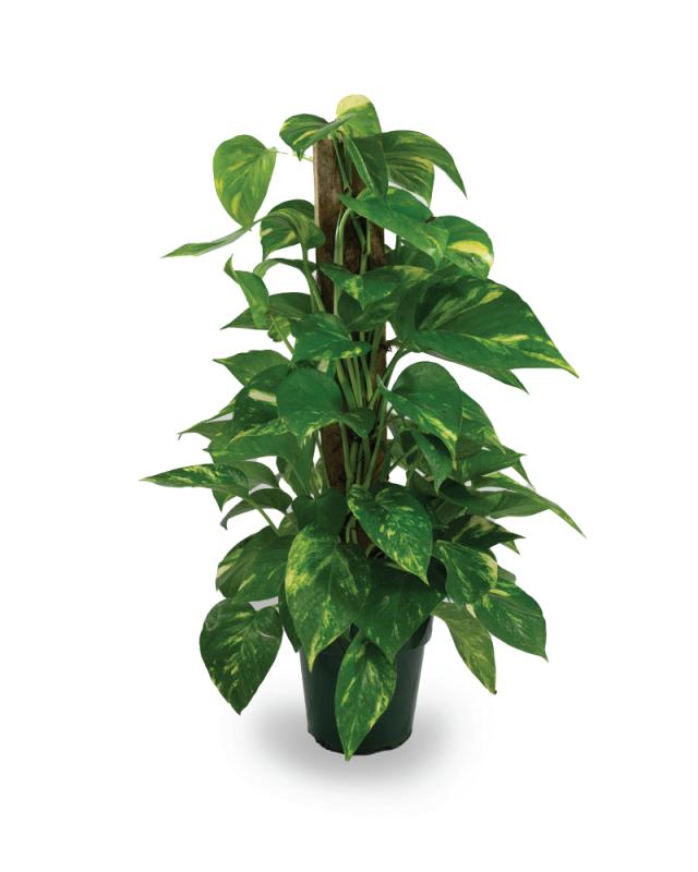 An image of Pothos - Golden - Totem - 6"