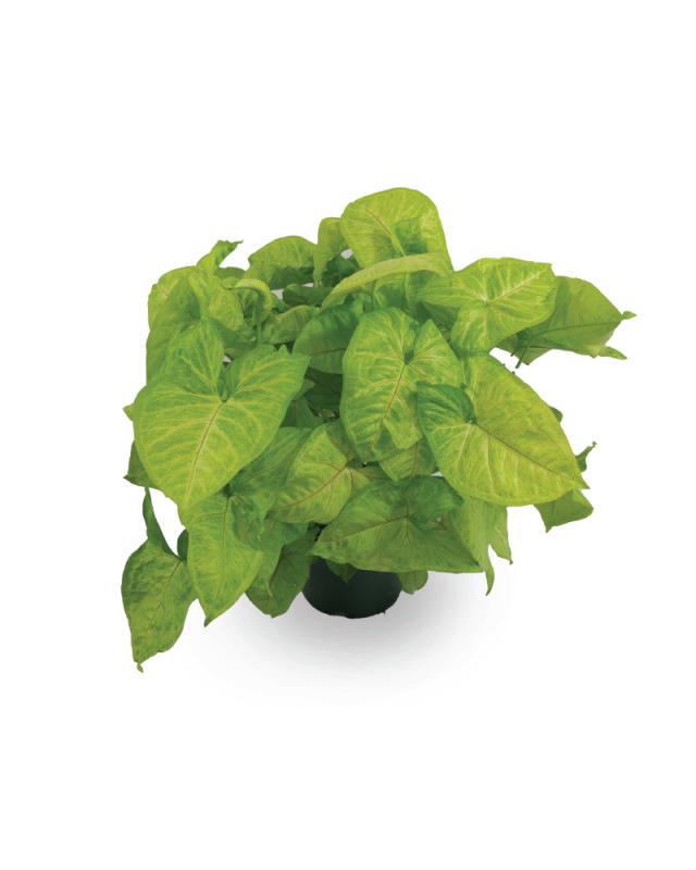 An image of Syngonium - Berry Allusion - 6"