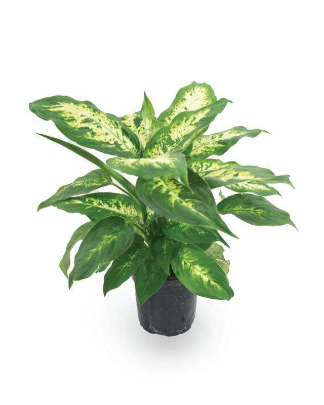 An image of Dieffenbachia Compacta