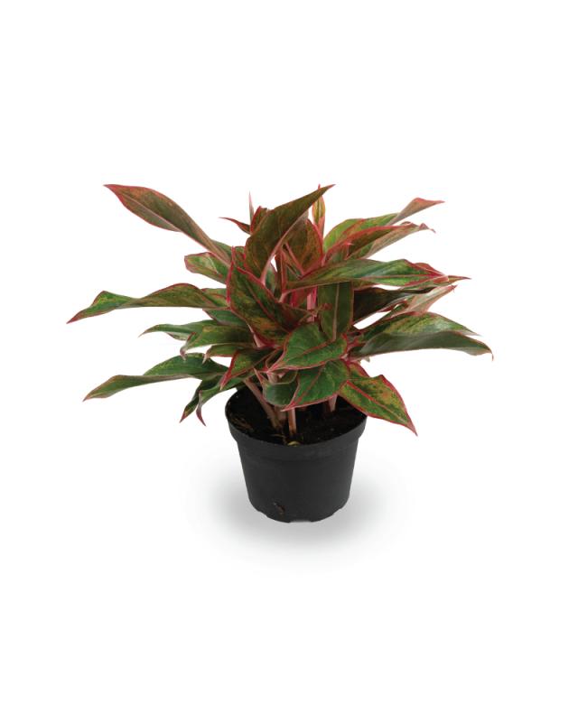 An image of Aglaonema Red Siam