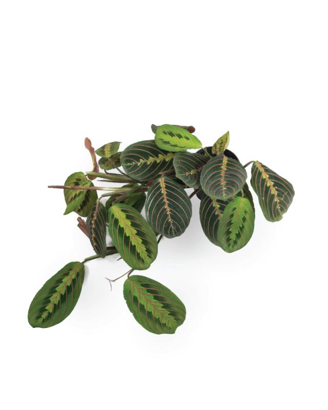 An image of Maranta - Red - 4"