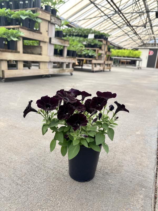 An image of Petunia 1 qt