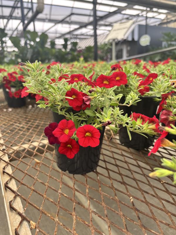 An image of Calibrachoa 1 qt