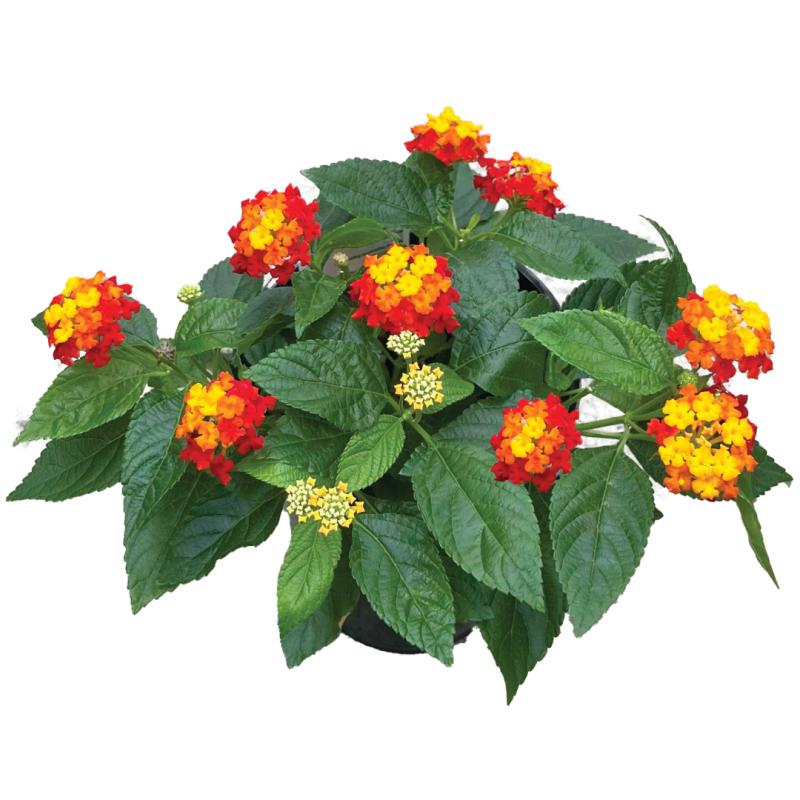 An image of Lantana - Little Lucky Red